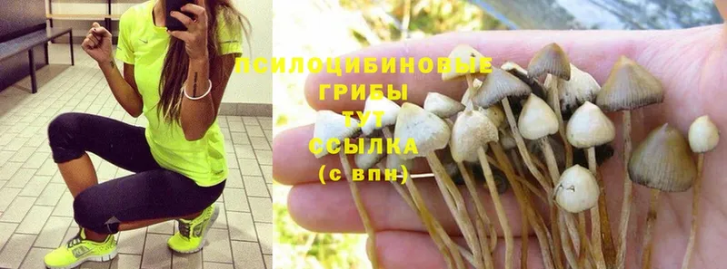 Галлюциногенные грибы Psilocybe  Нерехта 